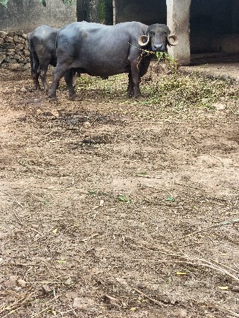 કુંઢી ભેંસ