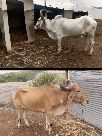 બે બળદ વેચવાના છે