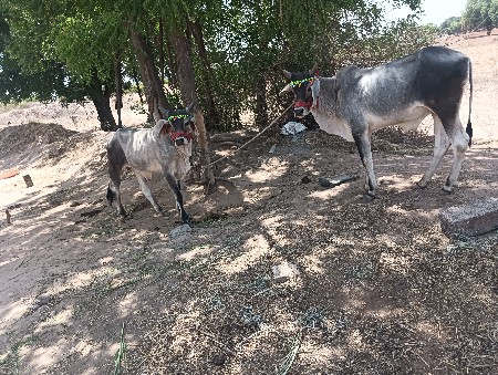 ગોઢલા વેચવા ના છે