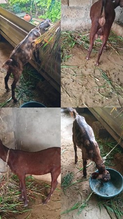Sirohi na bakra .. bakri