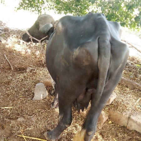 ખડેલી વેચવાની છે