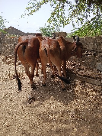 તનવાવણીના પાણીયારા
