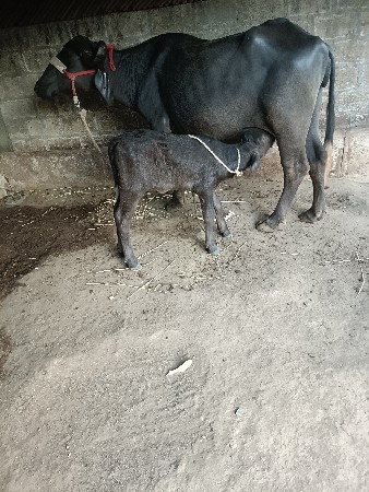 ભેંસ વેચવાની છે