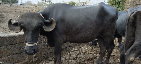 130 માં વેચવાની છે