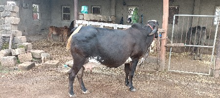 ગાય વેચવાની છે