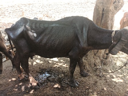 ભેંસ વેચવાની છે