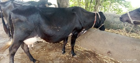 sf ગાય વેચવાની છે જવાબદારીથી