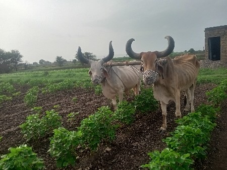 બળદ આપવાના છે