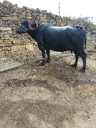 ભેસ