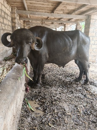 દાવ પાડો વેચવાનો છે