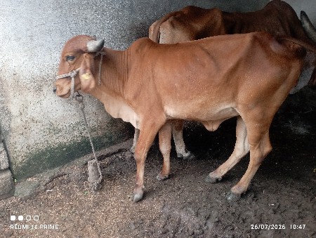 ગાય વેચવાની છે