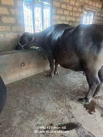 ભેંશ