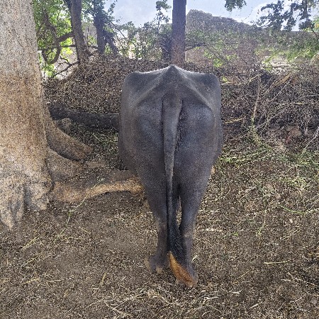 ભેસ વેચવાની છે