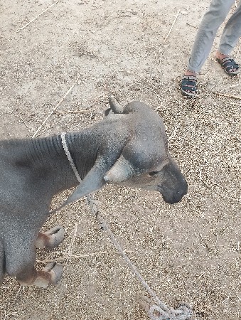 પાડી વેચવાની છે