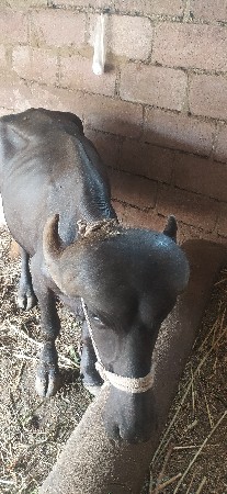 ભેંસ