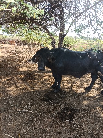 પાડો વેચવાનો શે