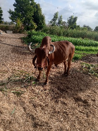 હિંમતભાઈ
