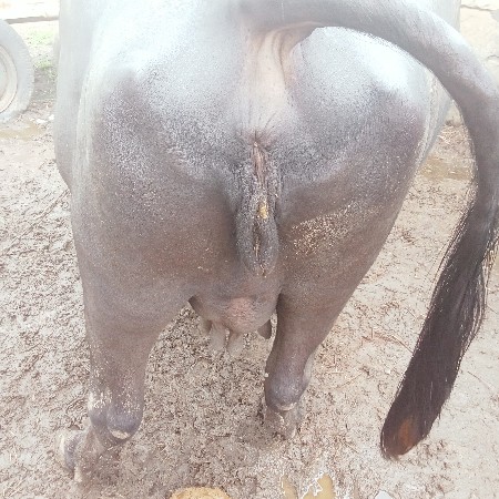 બીજું વેતર વીયાસે