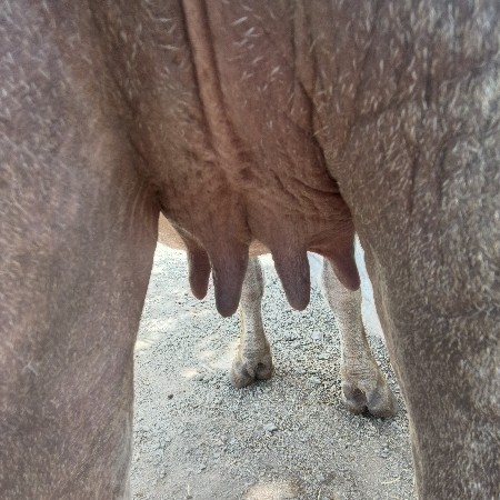 ખરેલી વેચવાની છે