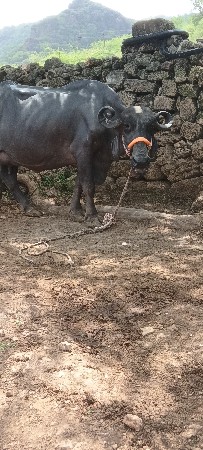 ભેંસ
