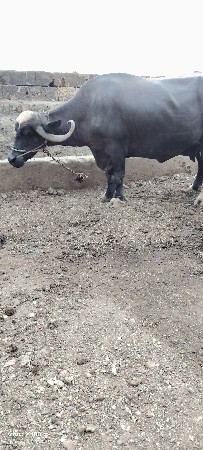 20‌.દીનીવાર છે