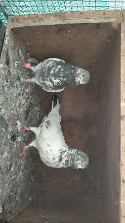 સાદા છે