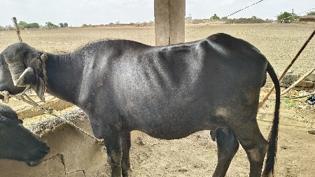 ભેંસ વેચવાની છે