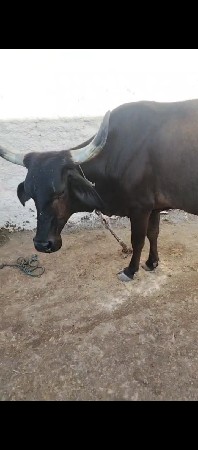 જરસી ગાય વેચવાની છે