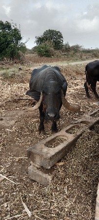 ભેસ વેચવાની છે