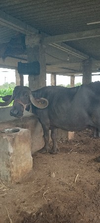 ભેંસ વેચવાની છે