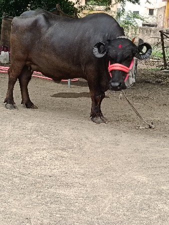 ખડાઈ વેચવાની છે
