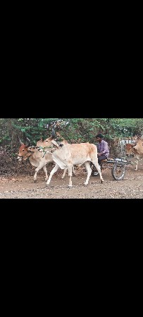 આ ગોંઢલા વેચવાના છે