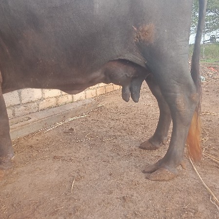 ભેષ