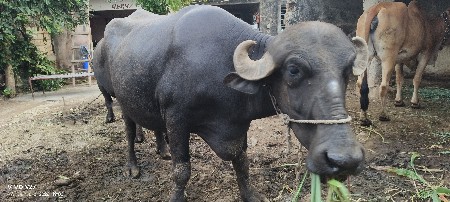 પેલુ‌ વેતર ૯ મહીના પુરા થયા છે.