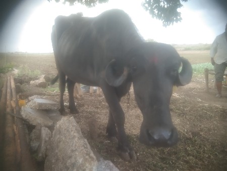 જાફરાબાદી પડેલી વેચવાની છે