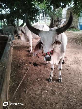 બળદ વેચવાના છે