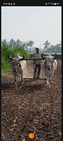 બળદ 1 વાવણી વાવેલ છે