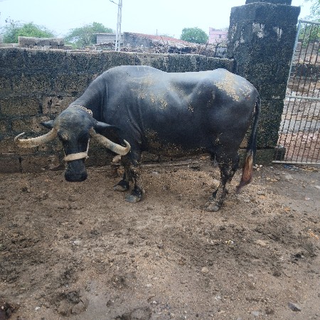 ભેંસ વેચવાની છે