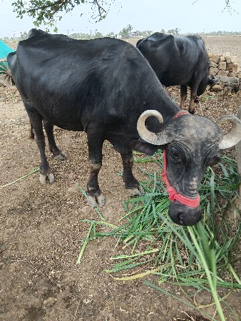ભેંસ વેચવાની છે