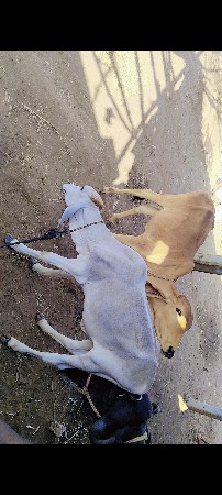 વાસડી ફ્રી આપવી
