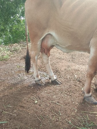 ગાય