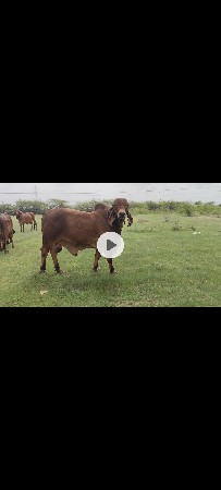ખૂટ