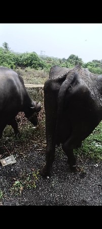 આ ભેંસ વેચવાની છે