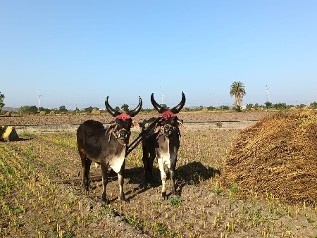 ગોધલાબળદંવેચીદેવાનાછેઆપીદેવાનાછે