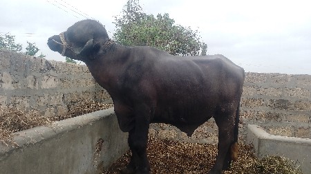 મેરૂ સાગણ ઓડેદરા