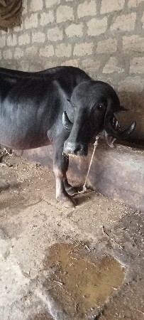 ભેંસ વેચવાની છે