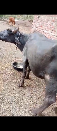 આ ખડેલી વહેંચી વા ની છે