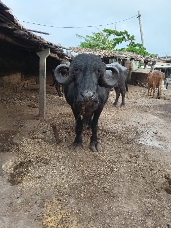 ભેંસ વેસવા ની છે