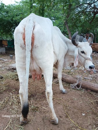ગાય વેચવાની