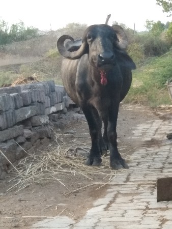 3 વેતર